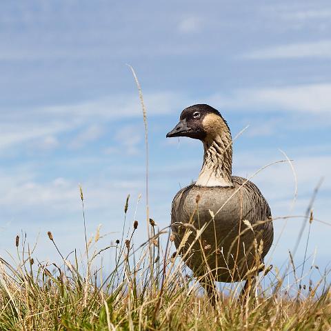 023 Maui, Haleakala NP, Nene.jpg